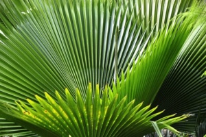 palmetto